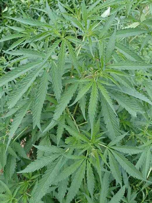 顺丰包邮 | 民勤麻腐 甘肃特色馅料 家乡味 麻腐包子 麻腐饺子 天然原料浓香可口 风味小吃 纯麻腐 商品图7