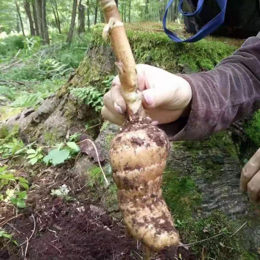 长白山有机野生天麻（净重200克/罐） 商品图5