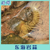 东海岩蒜 商品缩略图3
