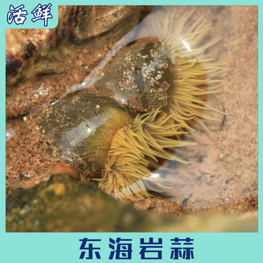 东海岩蒜 商品图3
