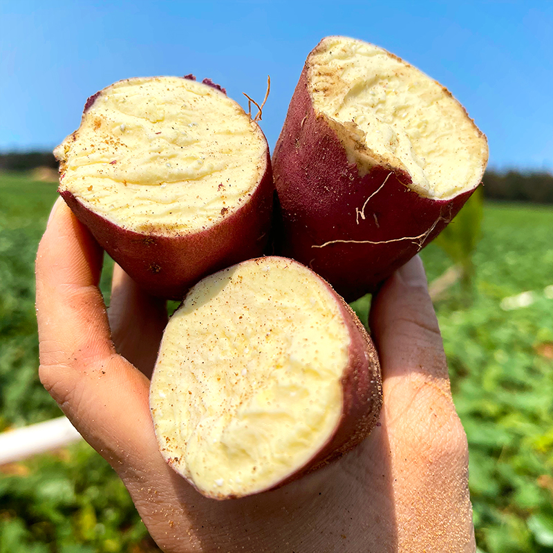 【上新】粉糯细腻 地瓜界的爱马仕 | 海南桥头地瓜 板栗薯/番薯红薯 早餐粗粮 中果/大果 5斤/9斤 彩箱装