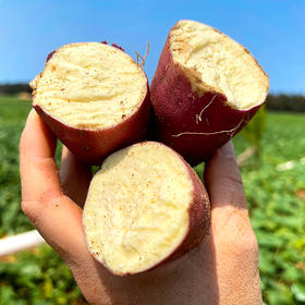 【上新】粉糯细腻 地瓜界的爱马仕 | 海南桥头地瓜 板栗薯/番薯红薯 早餐粗粮 中果/大果 5斤/9斤 彩箱装