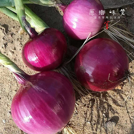有机紫洋葱（基地直发-京东快递）  |  5斤大小混装，来自河北张家口，生产者：李鹏飞，【合作生产，公平贸易】 商品图2