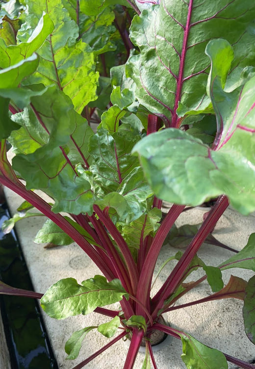 厚皮菜 商品图4