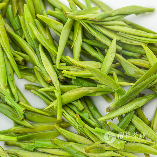 醒世茶业丨小龙芽 宜宾早茶 四川绿茶 明前特级 50g/100g 商品图1
