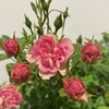 【绿植】月季 商品缩略图1