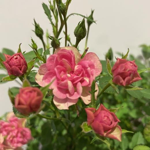 【绿植】月季 商品图1