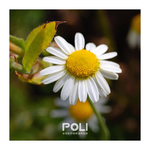 摩洛哥进口野生洋甘菊精油单方精油原料批发 颇黎进口按摩天然精 商品图1