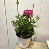 【绿植】洋牡丹 商品缩略图0