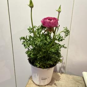 【绿植】洋牡丹