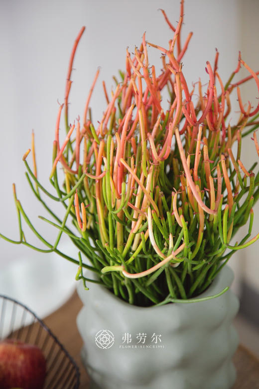 凸点水泥盆-红珊瑚 商品图0