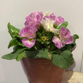 【绿植】报春花