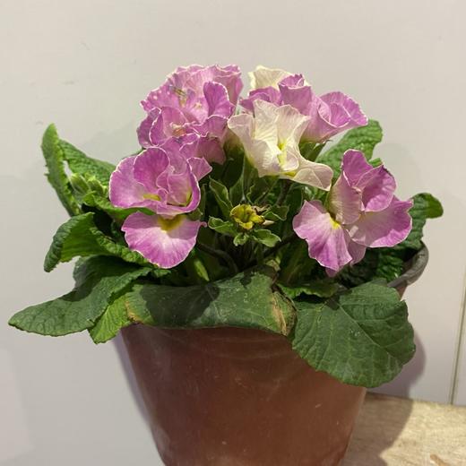 【绿植】报春花 商品图0