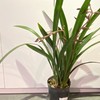 【绿植】墨兰 商品缩略图1