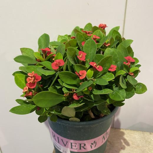 【绿植】虎刺梅 商品图0