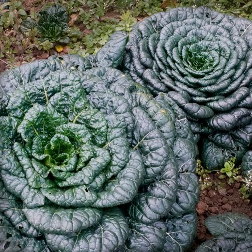 年卡-乌塌菜300g 商品图0