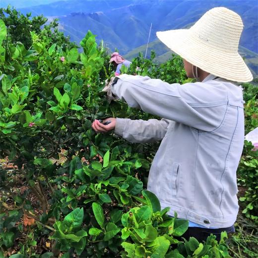 云南有机香水柠檬 红河无籽青柠檬西餐泡水5斤装 商品图5