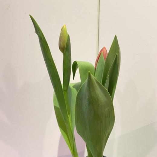 【绿植】郁金香 商品图0