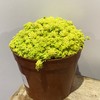 【绿植】多肉-黄金草 商品缩略图0