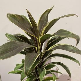 【绿植】巧克力朱娇