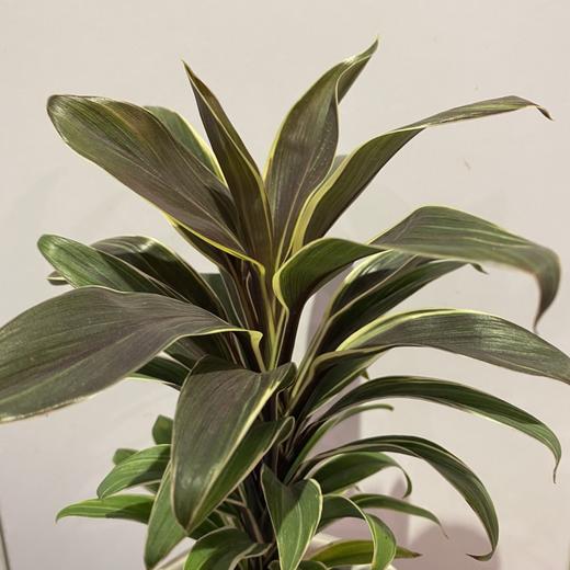 【绿植】巧克力朱娇 商品图0