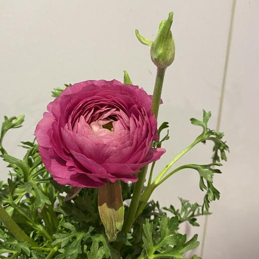 【绿植】洋牡丹 商品图1