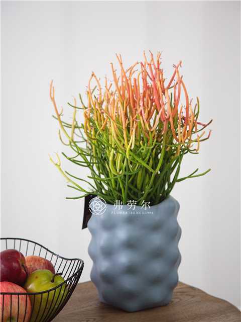 凸点水泥盆-红珊瑚 商品图1