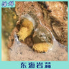东海岩蒜 商品缩略图4