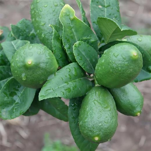 云南有机香水柠檬 红河无籽青柠檬西餐泡水5斤装 商品图4