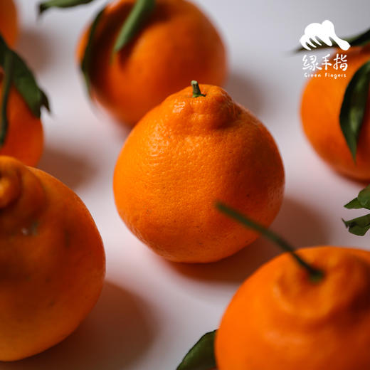 生态丹棱耙耙柑 | 合作生产 *Eco-Danling harrow orange | Partner Production 商品图1
