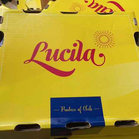 🍒樱桃李🎉5JJJJJ 稀有品种闪亮登场🤔 琥珀色的果肉，极小的核，口感很甜，丰润多汁，入口难忘[强]看起来像李子，吃起来像樱桃一样甜美[色][色] 商品图4