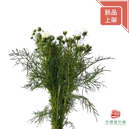 波斯菊-白色 商品图0