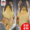 农家老番鸭 商品缩略图4