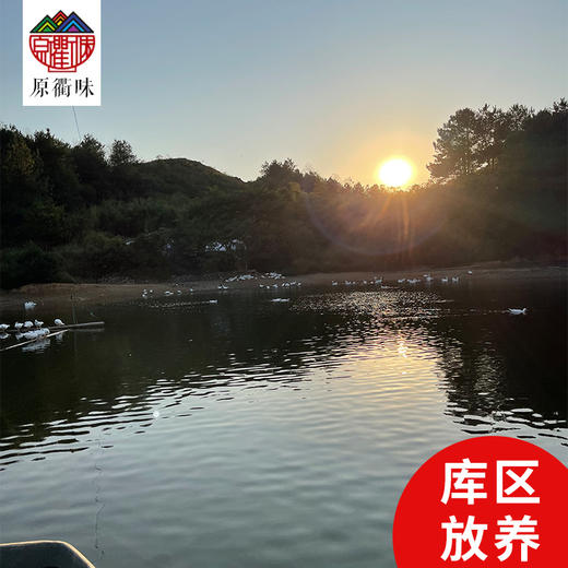 农家老番鸭 商品图1