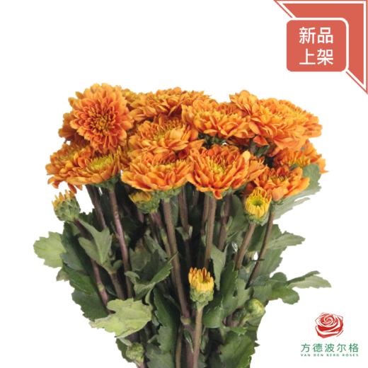 市场多头小菊 橘子汽水 商品图1