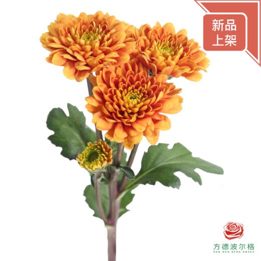 市场多头小菊 橘子汽水 商品图0