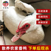农家老番鸭 商品缩略图2