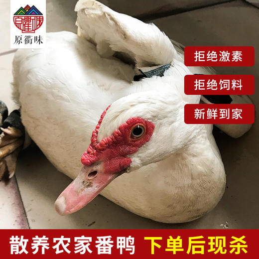 农家老番鸭 商品图2