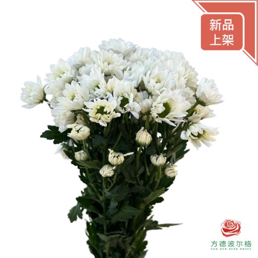 多头小菊 凯文白 商品图0