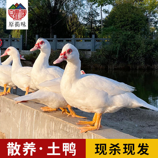 农家老番鸭 商品图0