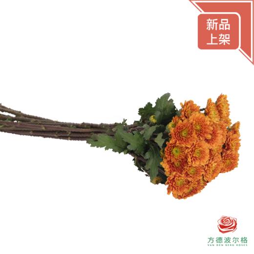 市场多头小菊 橘子汽水 商品图3