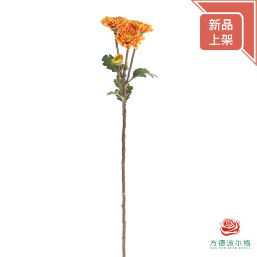 市场多头小菊 橘子汽水 商品图4