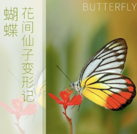 南古馆 花间仙子—蝴蝶