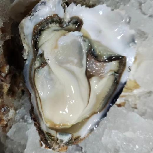 山东乳山生蚝，个体大、肥度高、肉质好、味鲜美  保鲜保活～ 商品图2