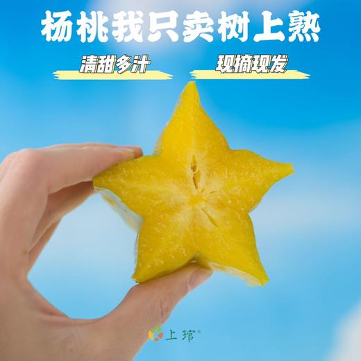 超级补水的星星果！【树上熟·香蜜杨桃】来自杨桃小镇福建云霄下河乡 肉厚汁多超大个 越放越黄果越甜 每箱加赠3-5包杨梅粉 商品图9