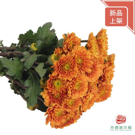 市场多头小菊 橘子汽水 商品图2