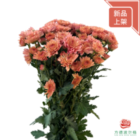 多头小菊 起司莲饼