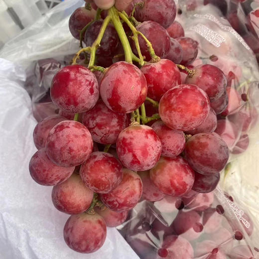 进口红提 500g/份 超重部分到店称重补差价 商品图2