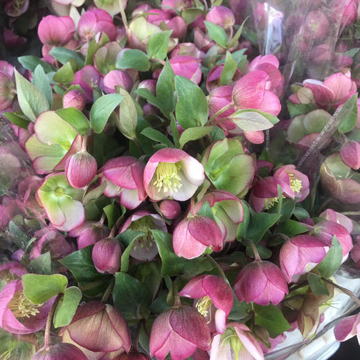 菟葵.小铃铛粉色 商品图0