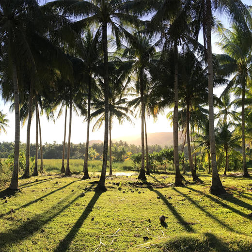 泰国原装椰子水 商品图10
